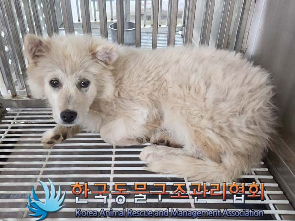 [개] 믹스견 경기-김포-2024-00236 유기동물 배경 이미지 입니다.